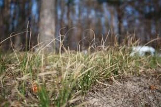 В Нижнем Новгороде для Путина покрасили траву, а он не приехал