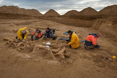 Під Парижем знайшли цілий скелет мамонта. Фото