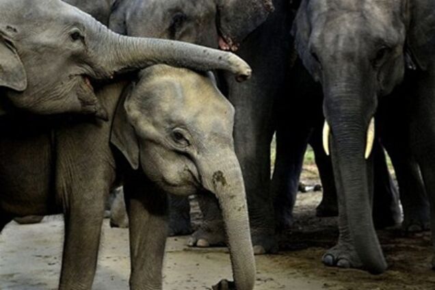 В Индии стадо пьяных слонов разгромило целую деревню