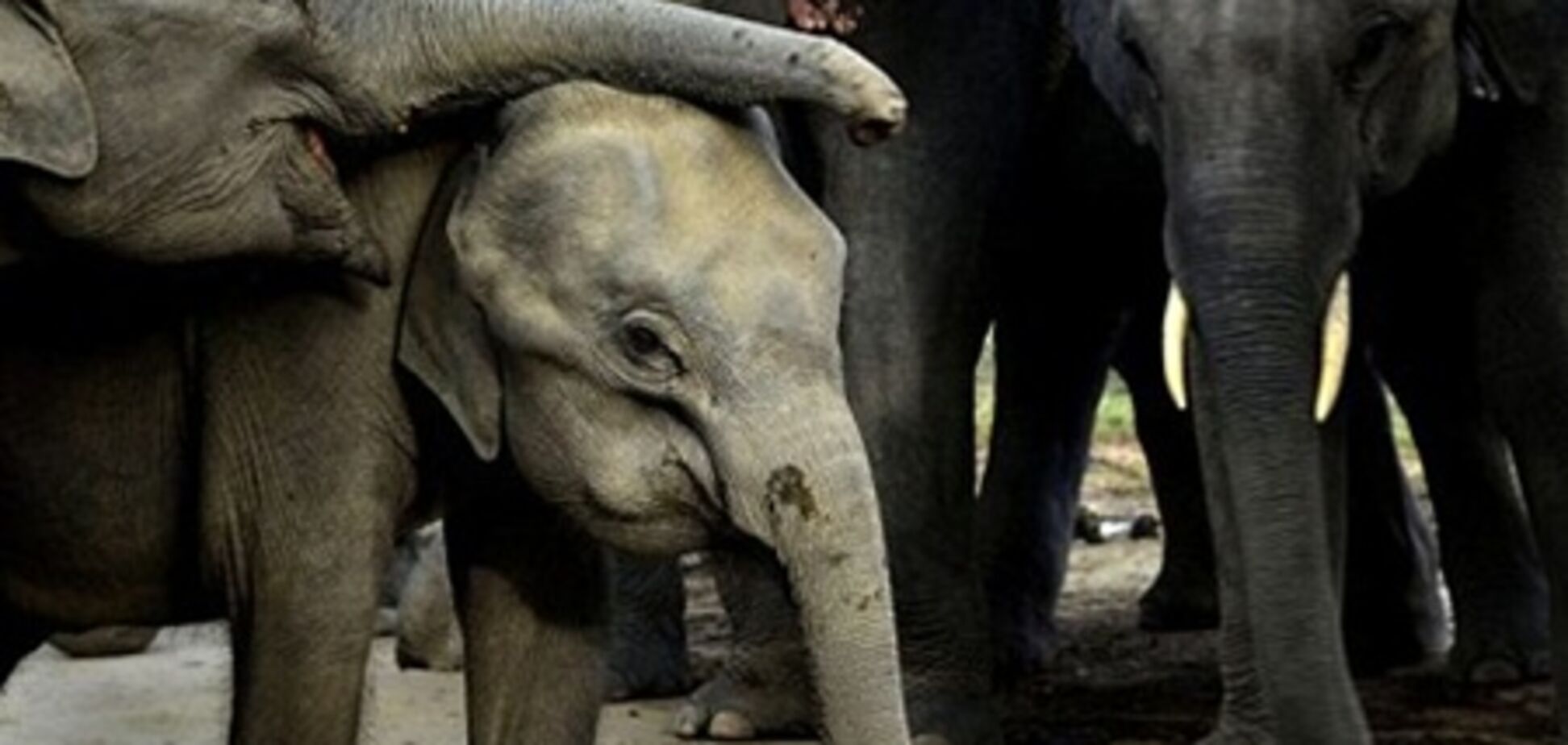 В Индии стадо пьяных слонов разгромило целую деревню