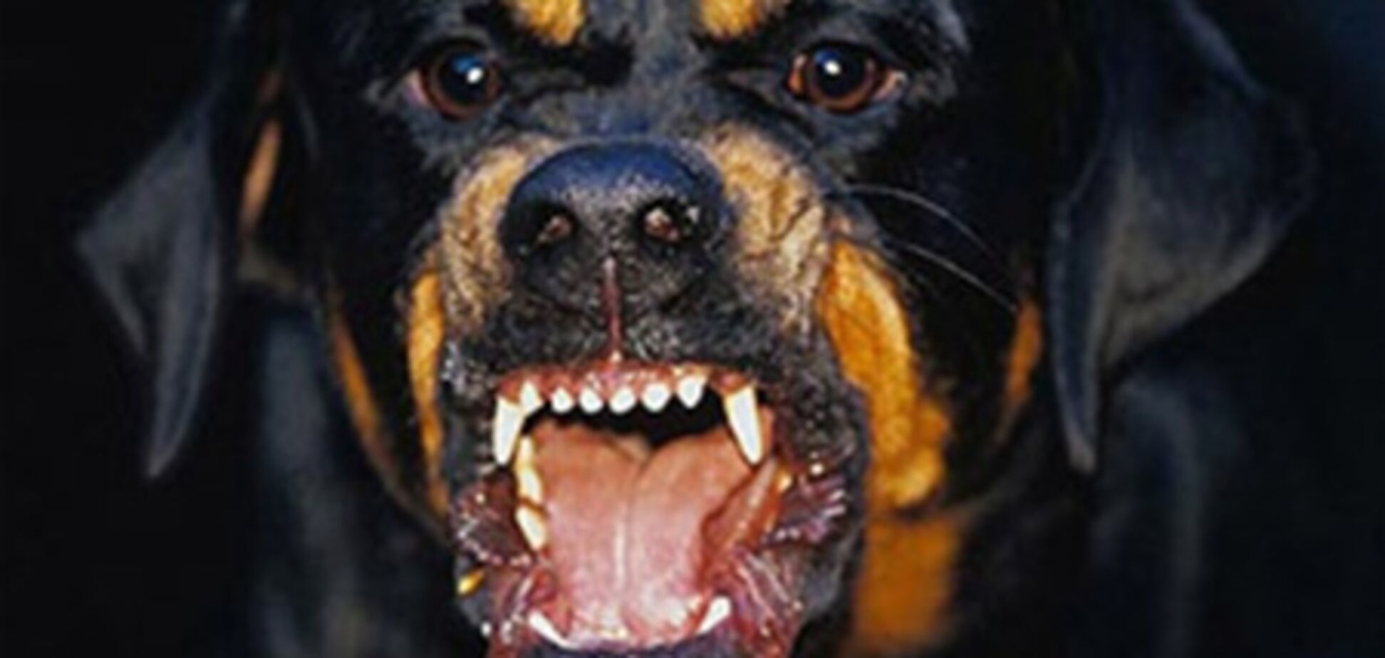 На Киевщине ротвейлер загрыз раненого мужчину