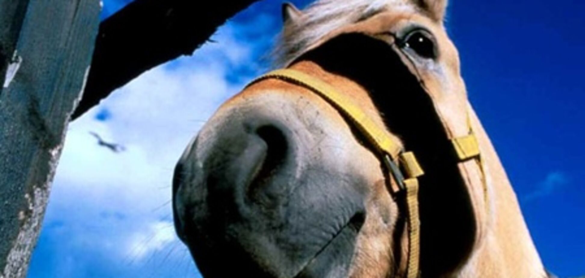 Крым в межсезонье хочет привлекать конным туризмом