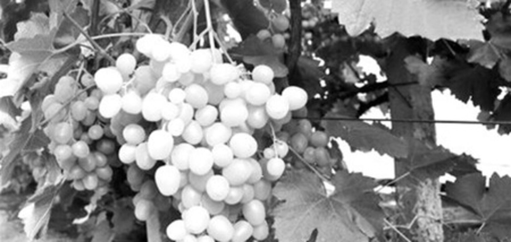 Украинское виноградарство: потребность 'перезагрузки'