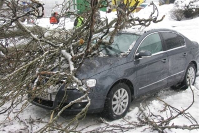 Из-за непогоды в столице массово падают деревья
