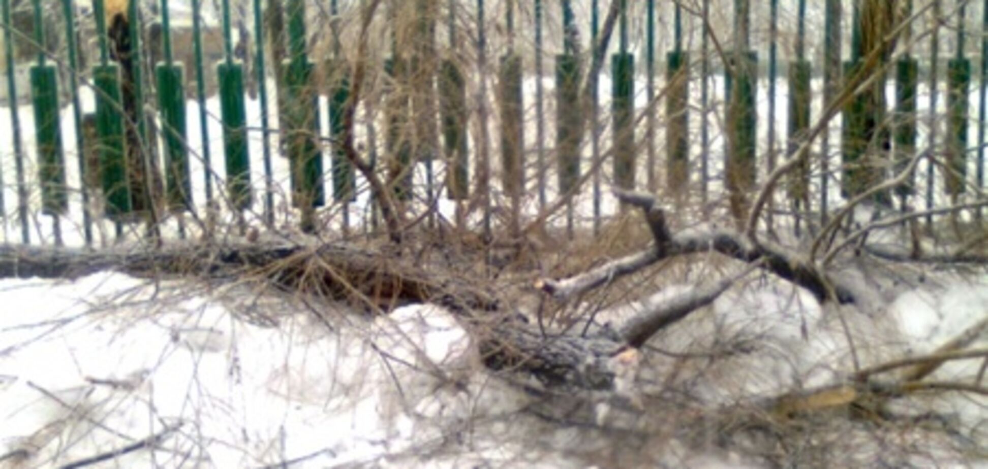 В Киеве снегопад валит деревья и торговые палатки