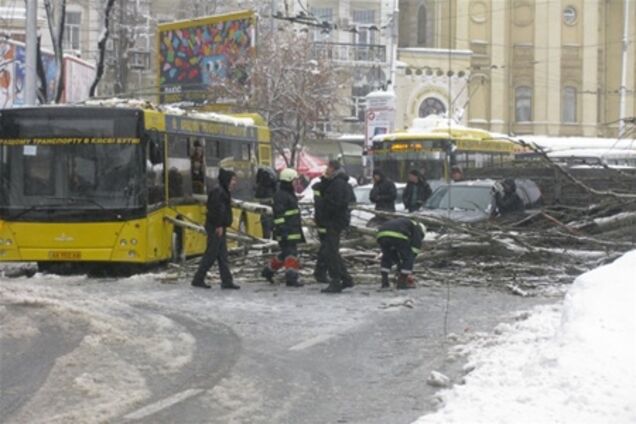 В Киеве на автобус упало дерево