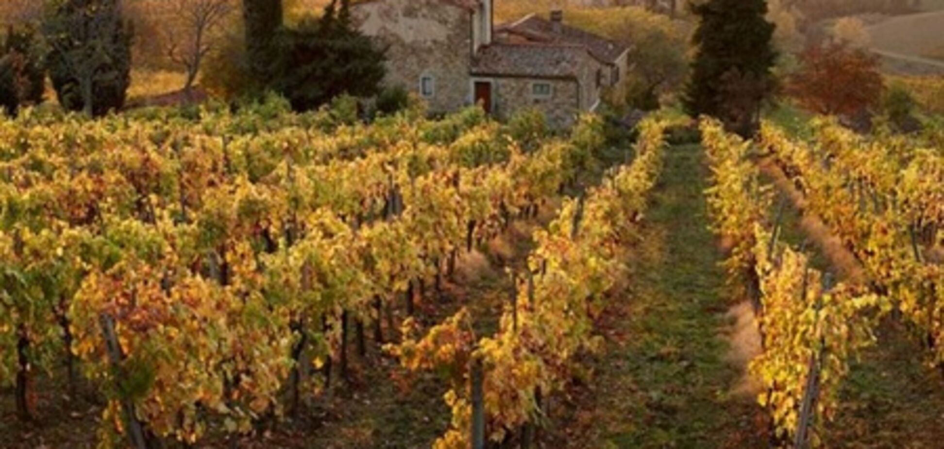 В Украине начнут производство собственных элитных саженцев винограда