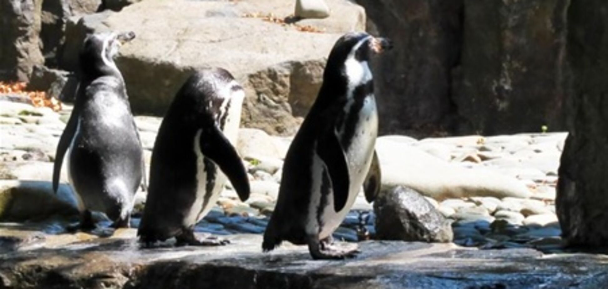 Пражский зоопарк можно посетить бесплатно