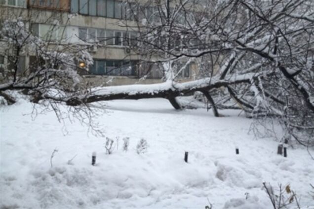 В Киеве упавшие в снегопад деревья повредили три жилых дома. Видео