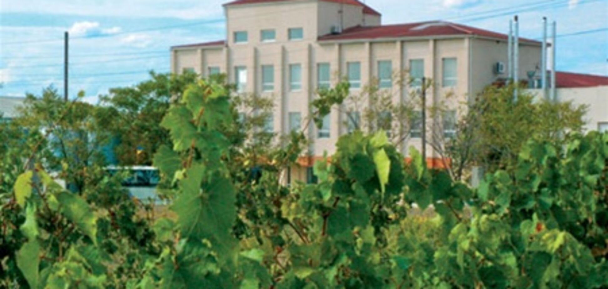 В Україні з’явиться Науково-виробничий комплекс для розмноження  елітних саджанців винограду