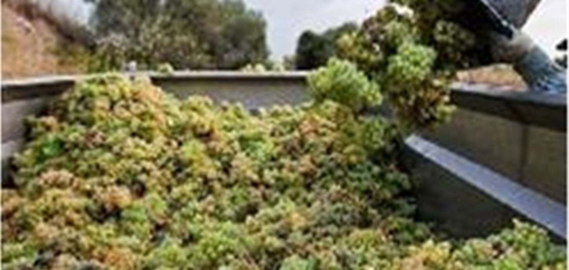 Эксперты: Для возрождения виноделия в Крыму требуется закладка новых виноградников