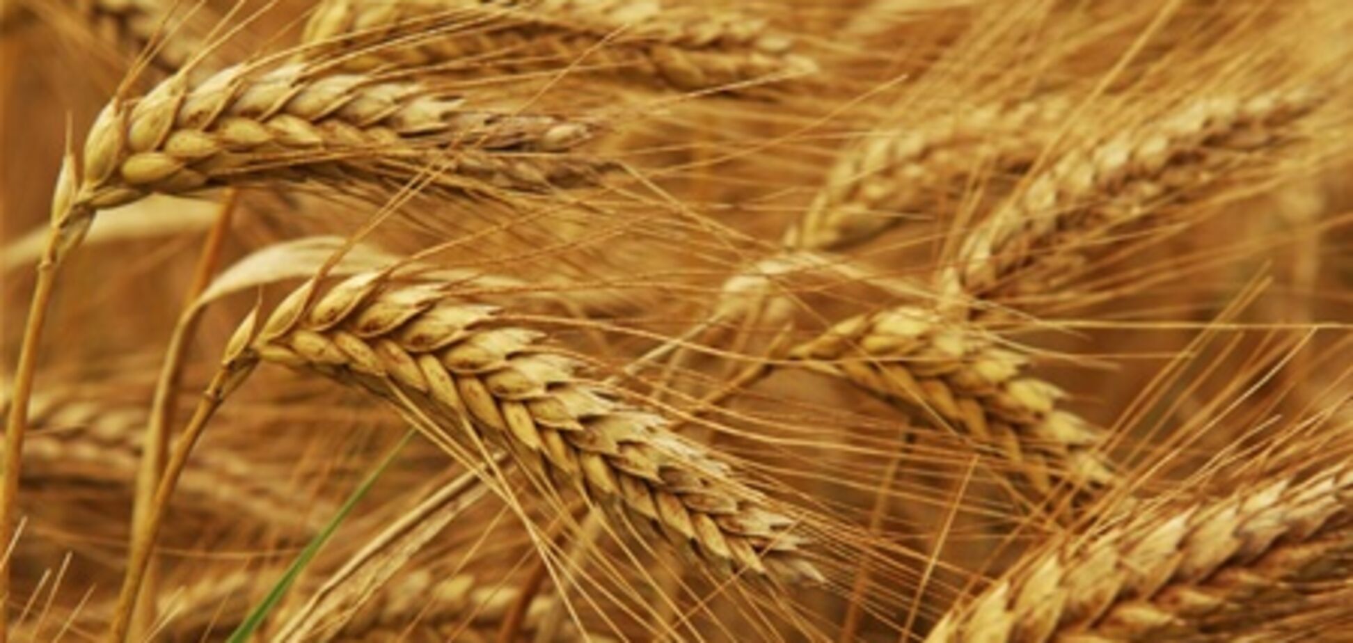 Аграрный фонд Украины продаст лишнее зерно