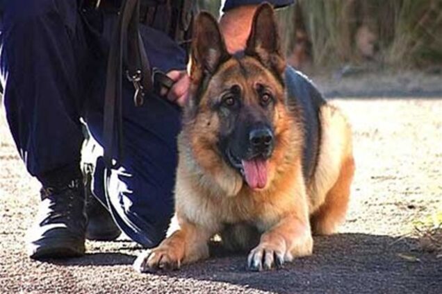 Сообщение о минировании ТЦ 'Плазма' оказалось ложным