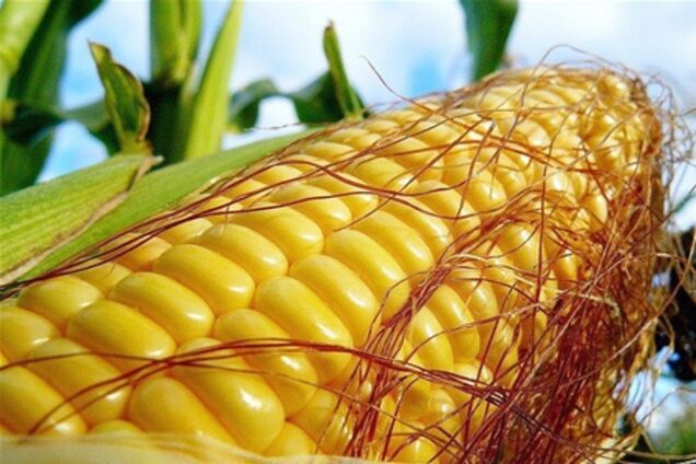 МинАПК: аграрии на 101% обеспечены семенами кукурузы