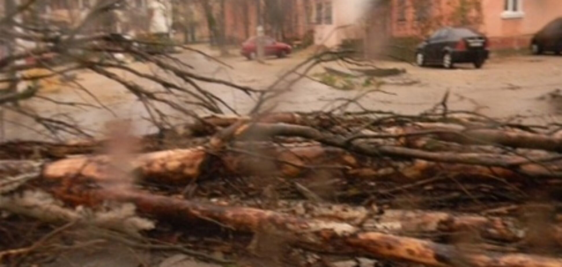 У Миколаєві буревій ламав дерева і зривав дахи, 3 грудня 2012