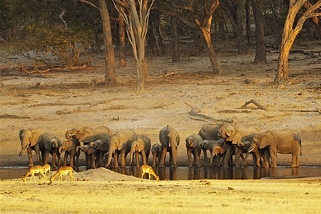 Майже двісті слонів загинули в національному парку Зімбабве через посуху