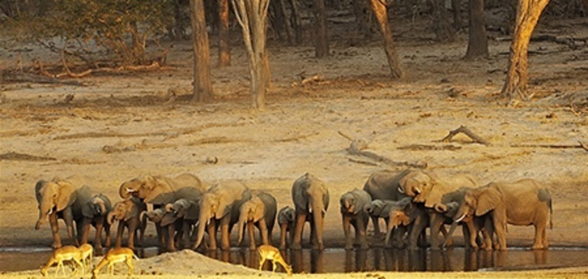 Почти двести слонов погибли в национальном парке Зимбабве из-за засухи