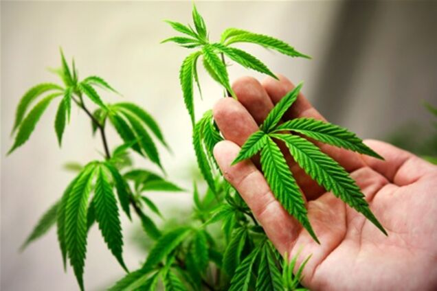 В чешских аптеках будут продавать марихуану по рецептам