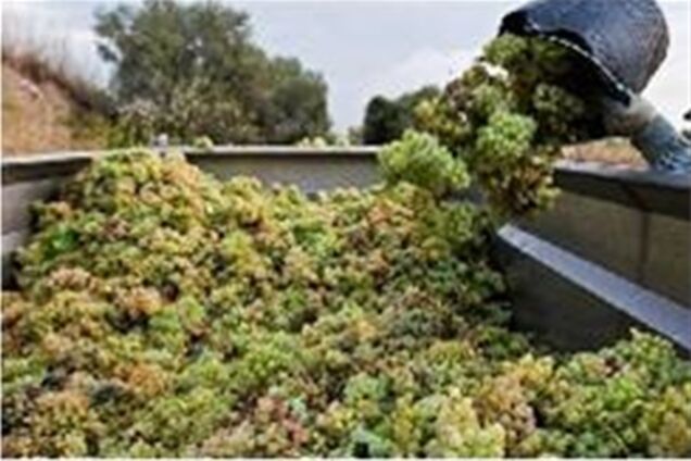 Старые виноградники Крыма оказались на грани уничтожения из-за оползней почвы, – эксперт