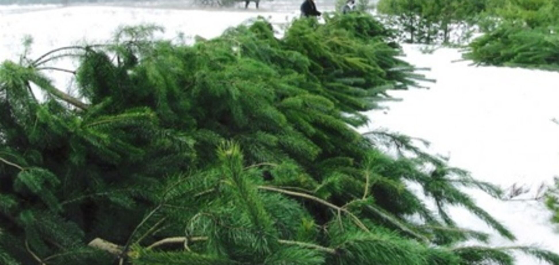 В Закарпатье на Новый год хотят срубить 60 тыс. елок