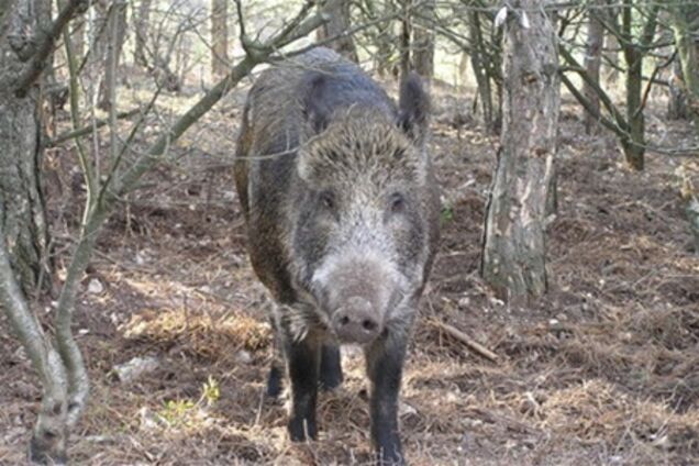 У Трускавці дикий кабан в курортному парку покусав двох відпочиваючих