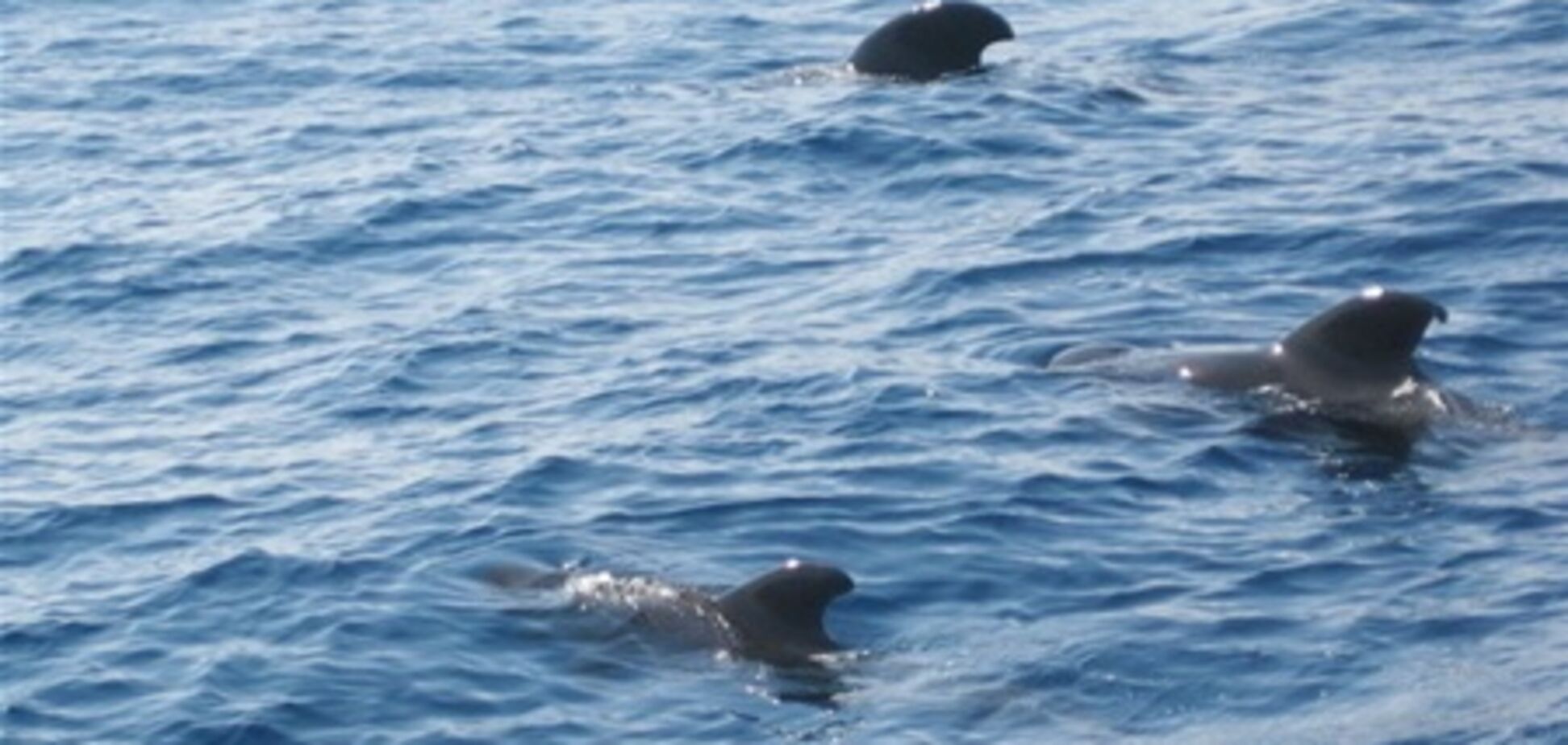 Гавайи приглашают всех желающих помочь в пересчете китов