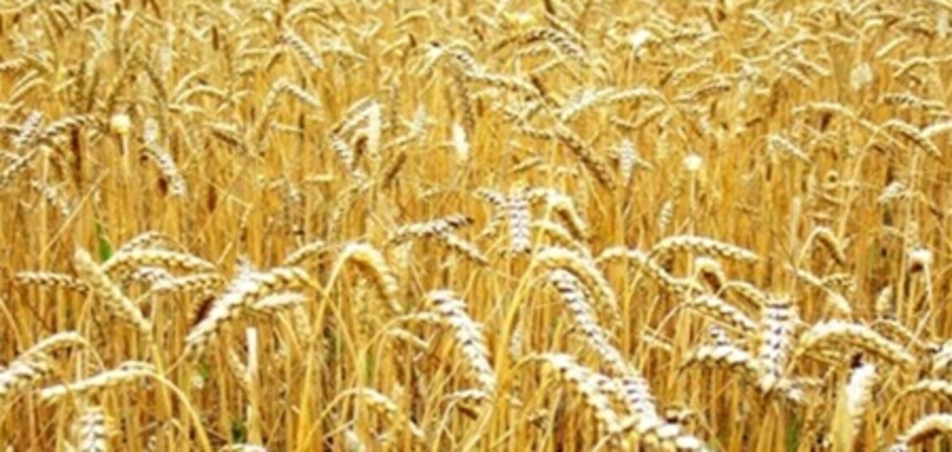 Цены на муку и зерно взлетят