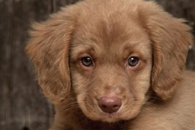 Зоозащитники пытались устроить самосуд 'Джеку-Потрошителю'