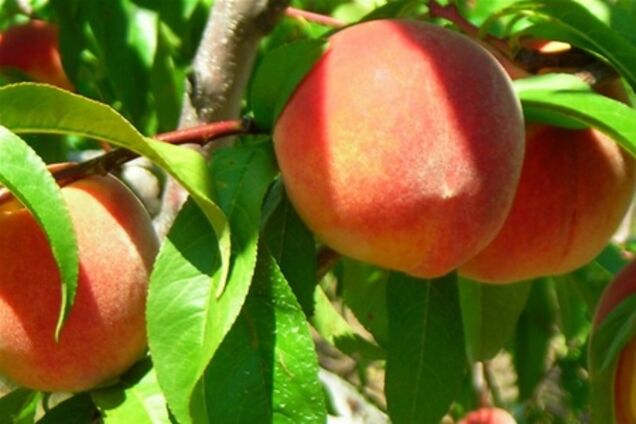 Персики, сливы и абрикосы не появятся на столах украинцев