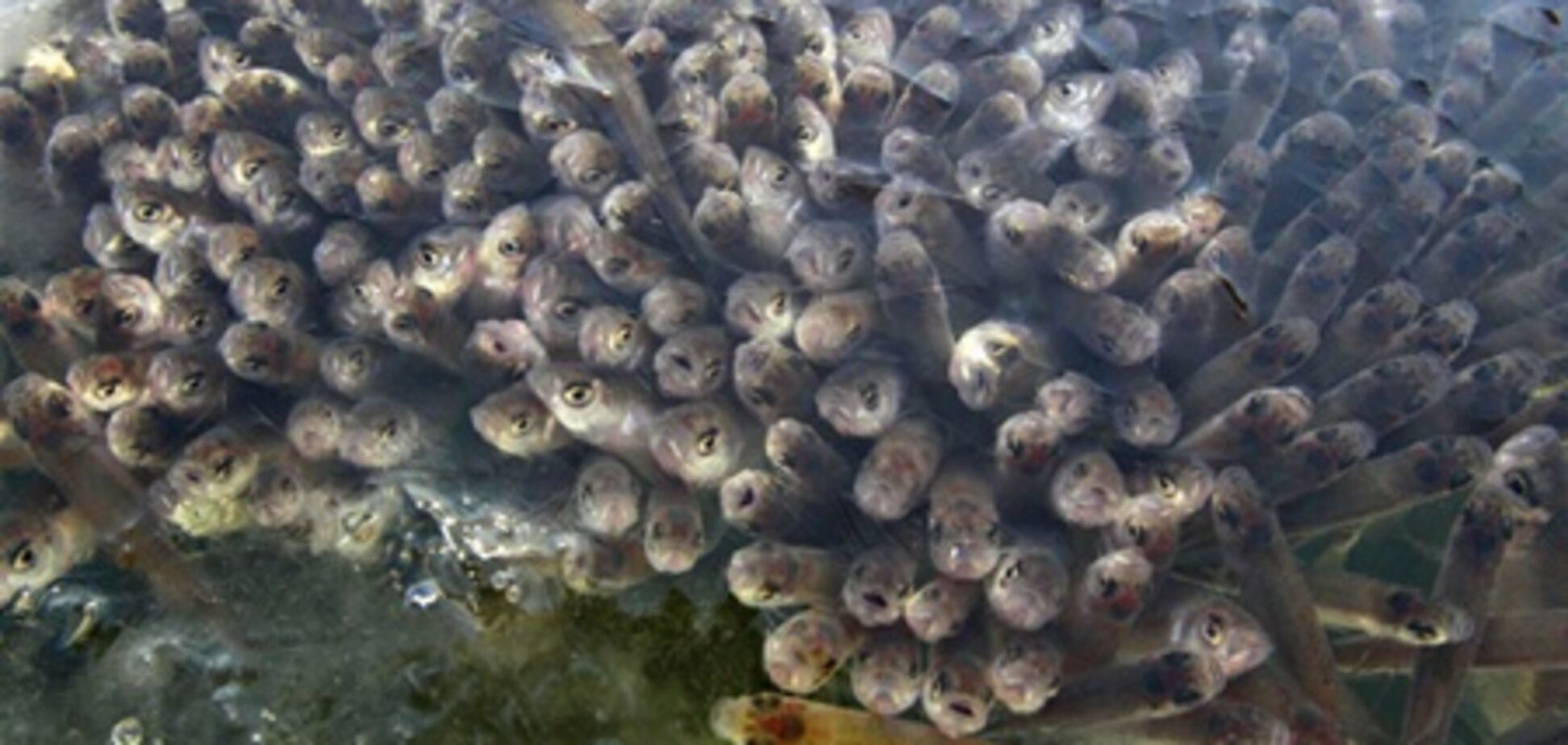 Морози вбивають рибу на Кременчуцькому водосховищі 