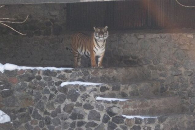 ЧП в зоопарке: стали известны причины нападения тигра