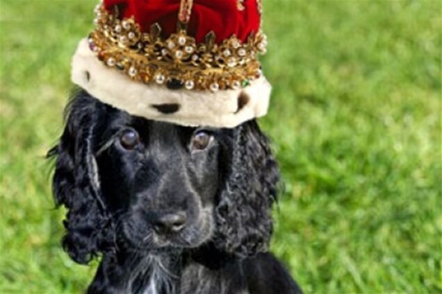 Королевский щенок обзавелся Твиттером