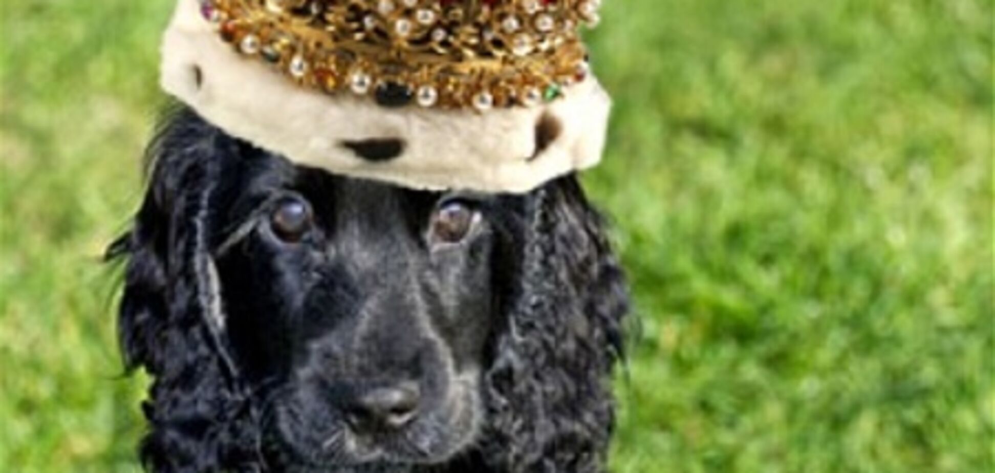 Королевский щенок обзавелся Твиттером