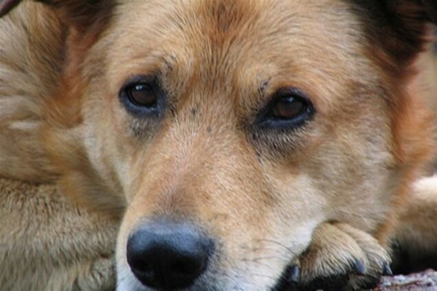 Киевского 'Джека-Потрошителя' отправили к психиатру