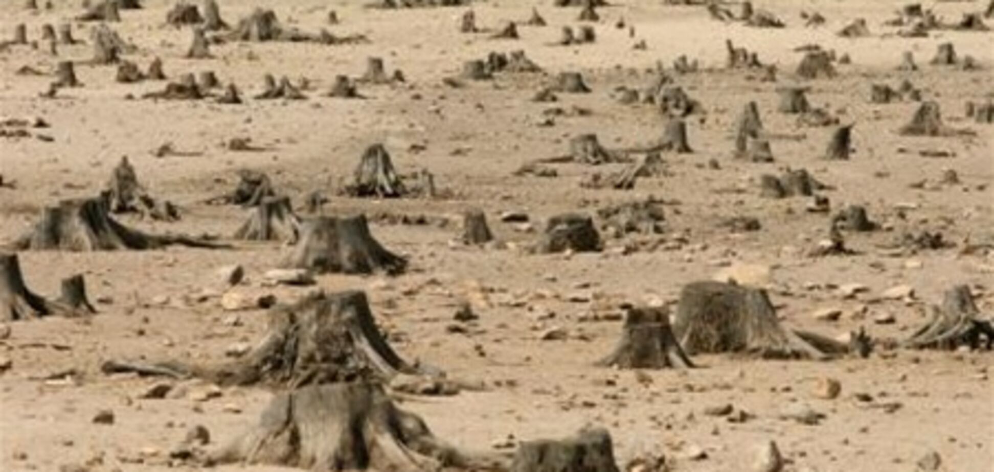 За одну ночь в Киеве вырубили около сотни деревьев