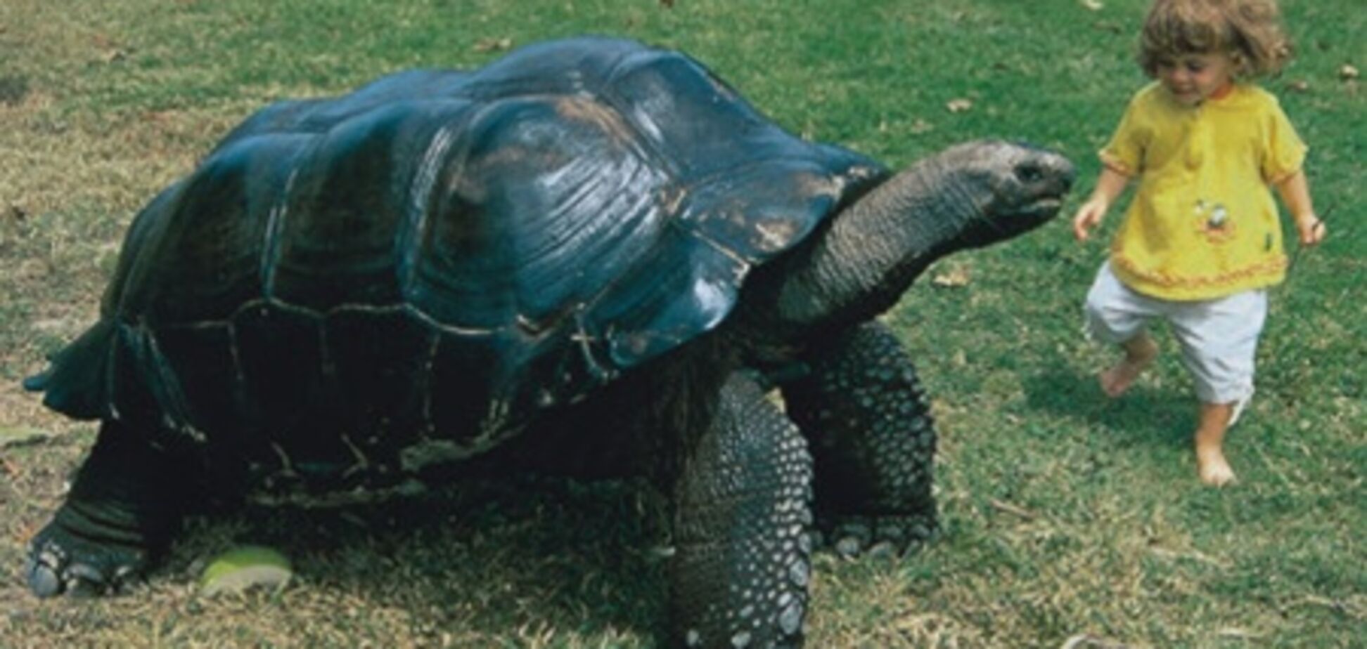 Заповедник гигантских черепах открылся на Галапагосах