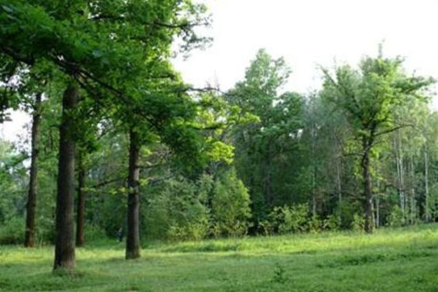 Исчезнут полиэтиленовые пакеты – исчезнут леса?