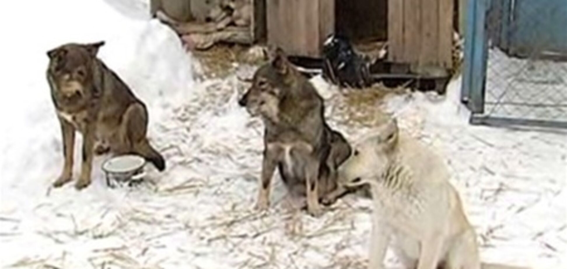 Стая собак съела пенсионерку