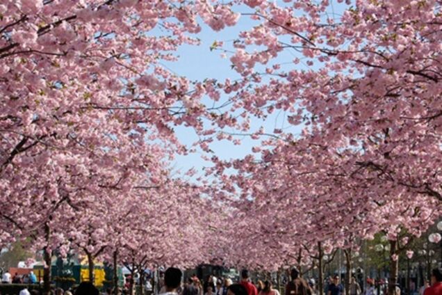 Япония ждет туристов на сезон цветения сакуры