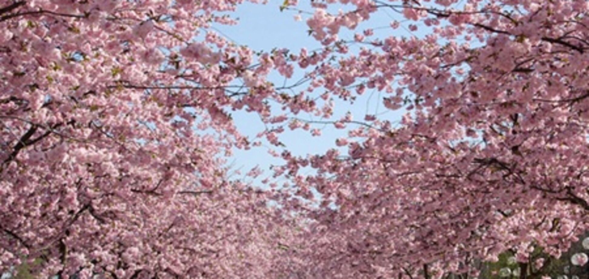 Япония ждет туристов на сезон цветения сакуры