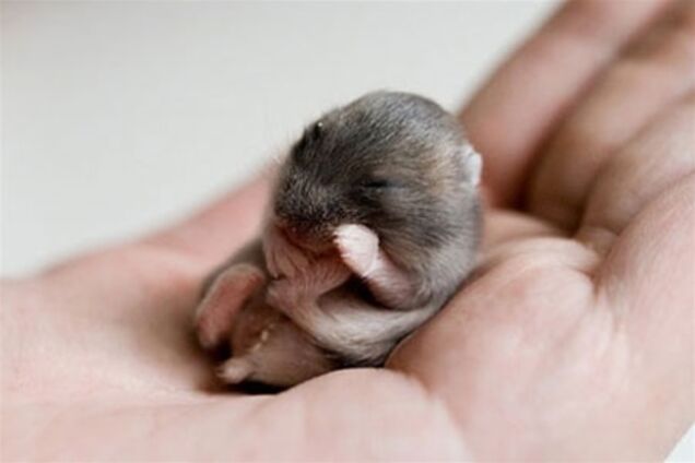 Найден самый маленький хомяк в мире