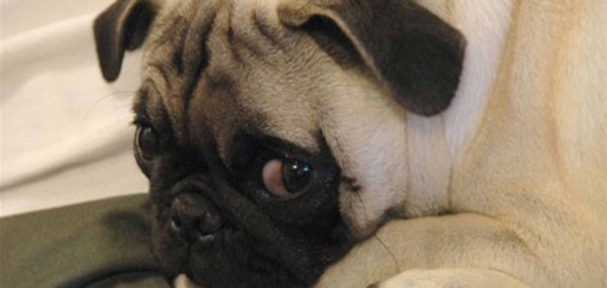 Янукович снова запретил использование кетамина