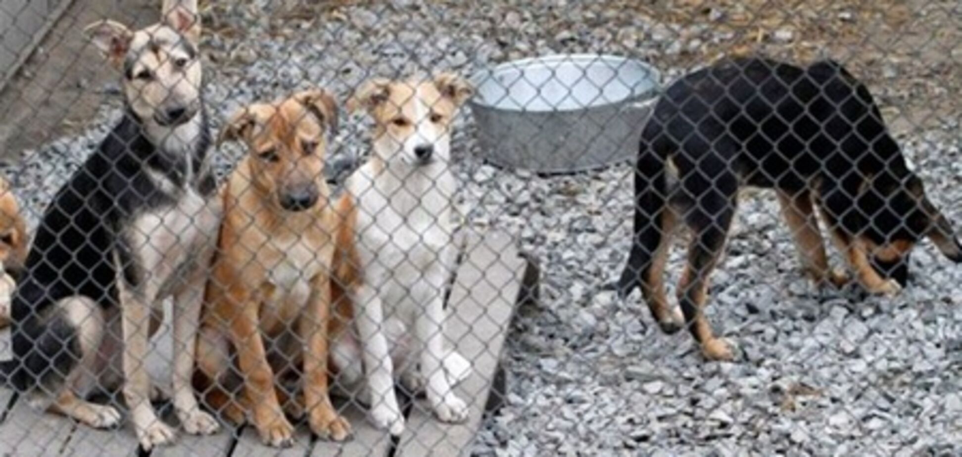 Возбуждено дело против экс-директора КП 'Приют для животных'