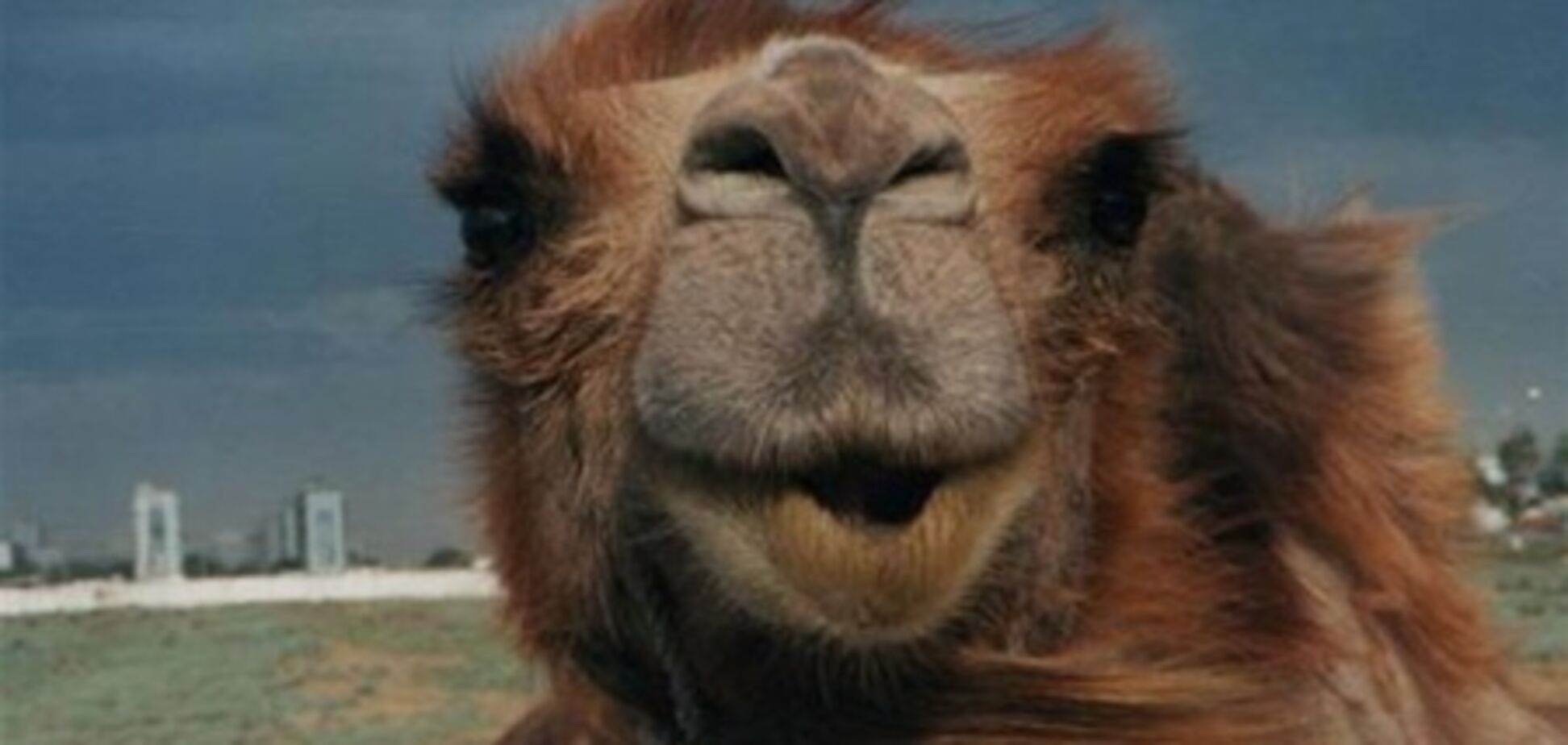 Харьковская таможня конфисковала четырех верблюдов - теперь не знает, куда их девать