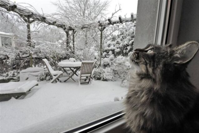 Кошка в 11-градусный мороз закрыла хозяев на балконе