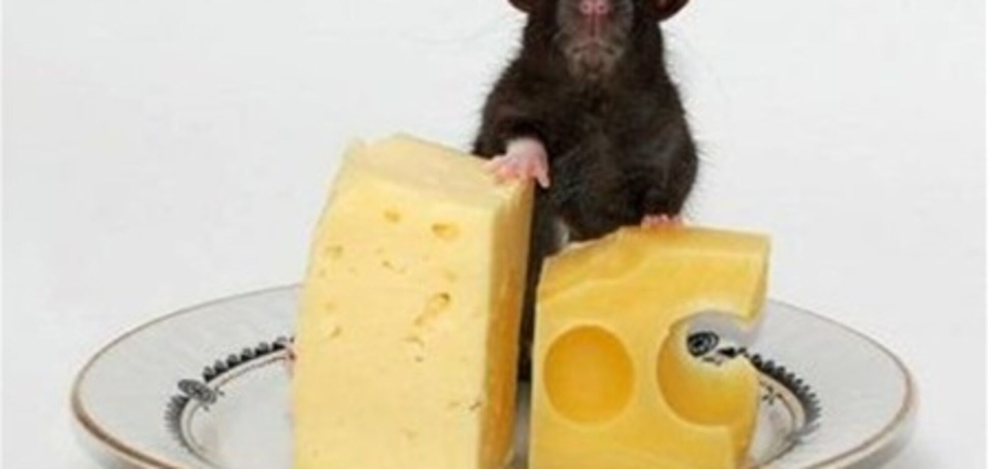 РФ нашла пальмовое масло в несуществующем украинском сыре