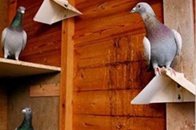 Китайские бизнесмены скупают почтовых голубей за миллионы