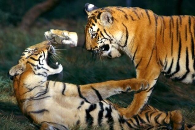 Группа туристов в Китае была атакована тиграми