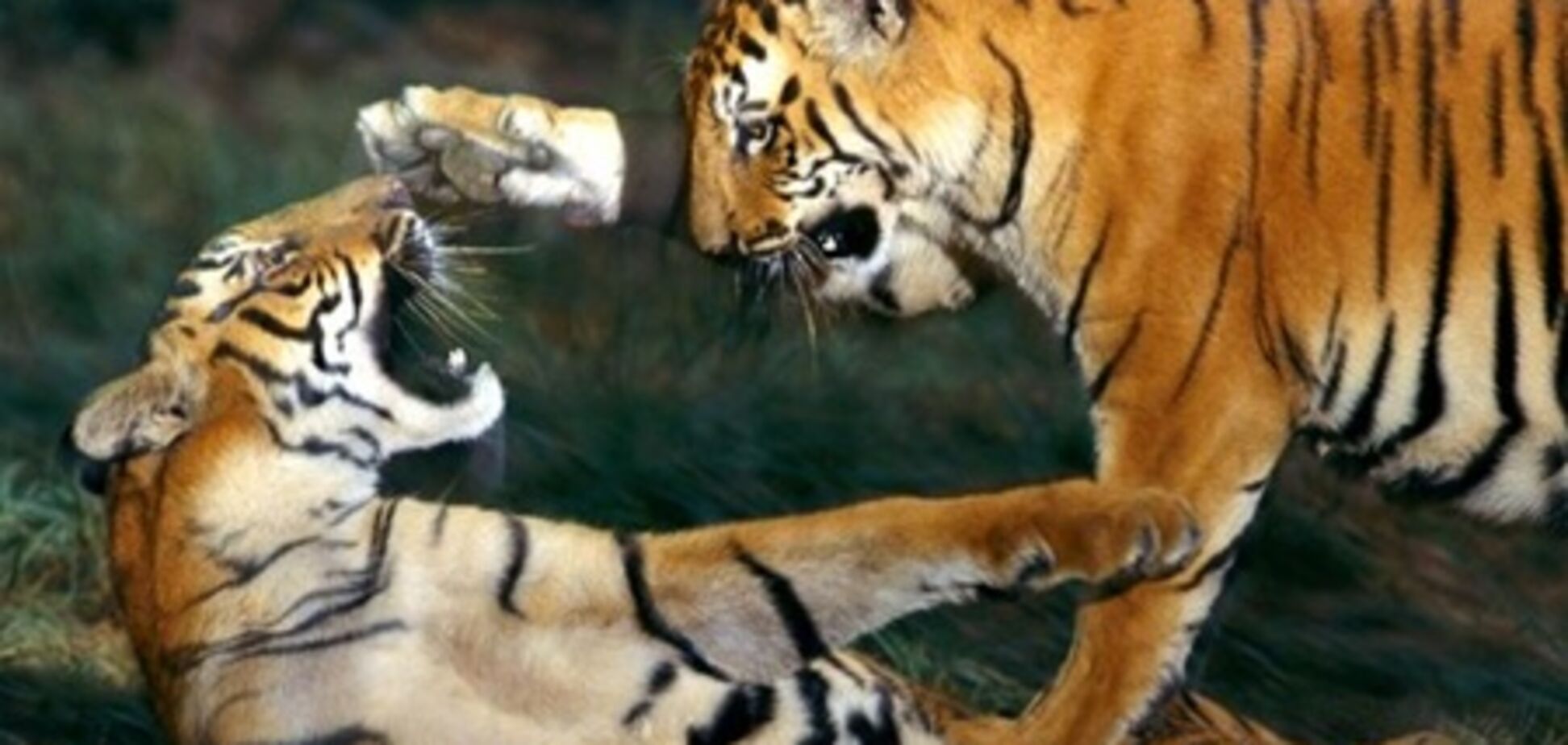 Группа туристов в Китае была атакована тиграми