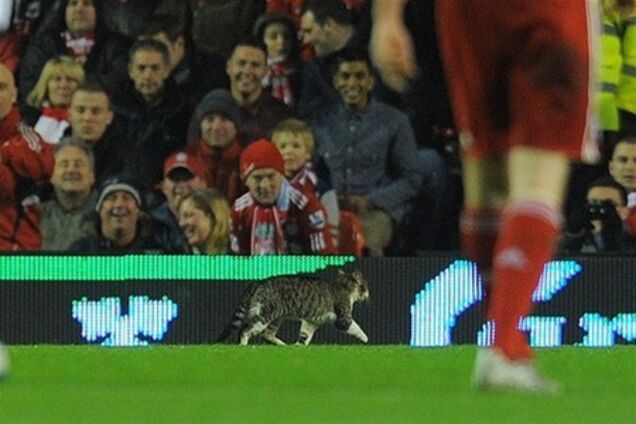 Футбольные стадионы в Испании и Англии атакуют коты